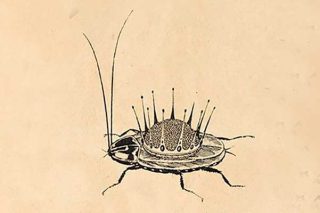 Корней Чуковский. Тараканище Корней Чуковский. Тараканище